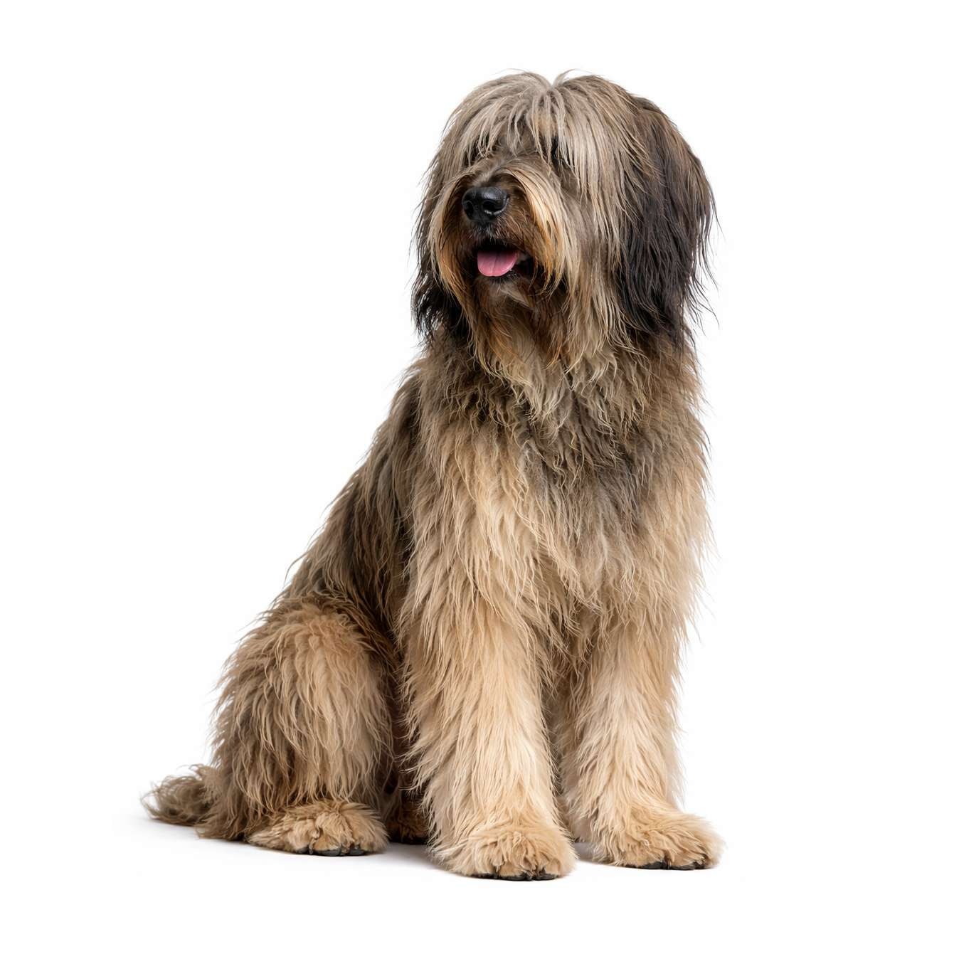 Briard