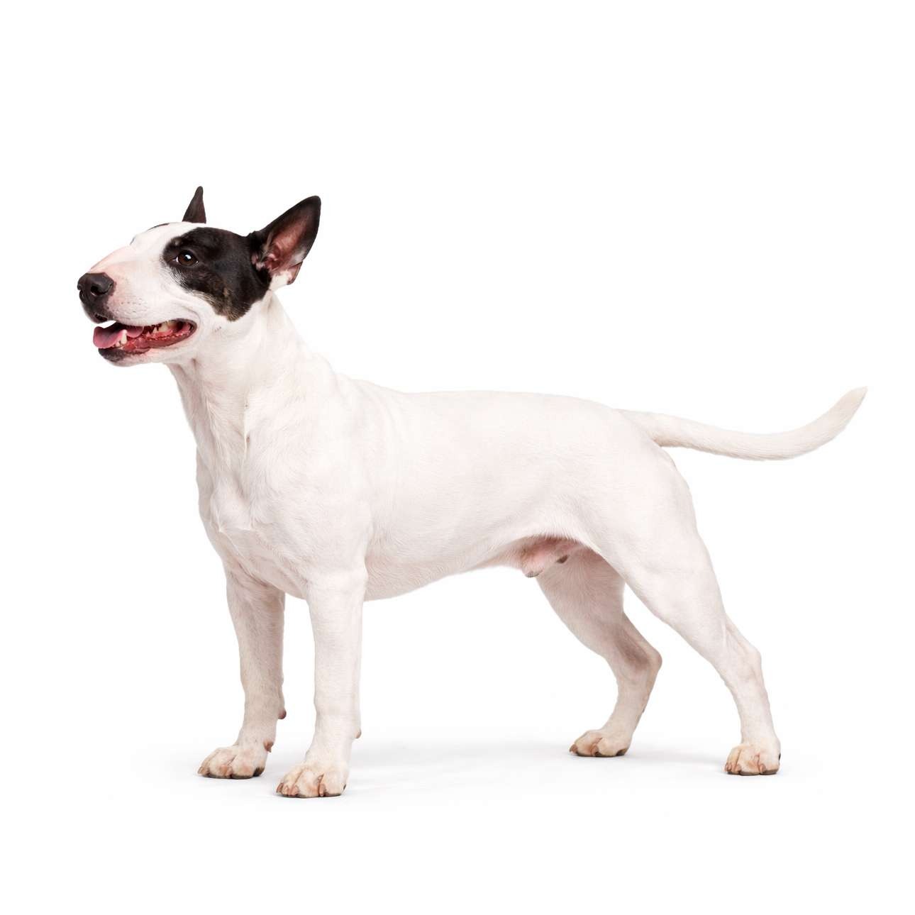 Bull Terrier