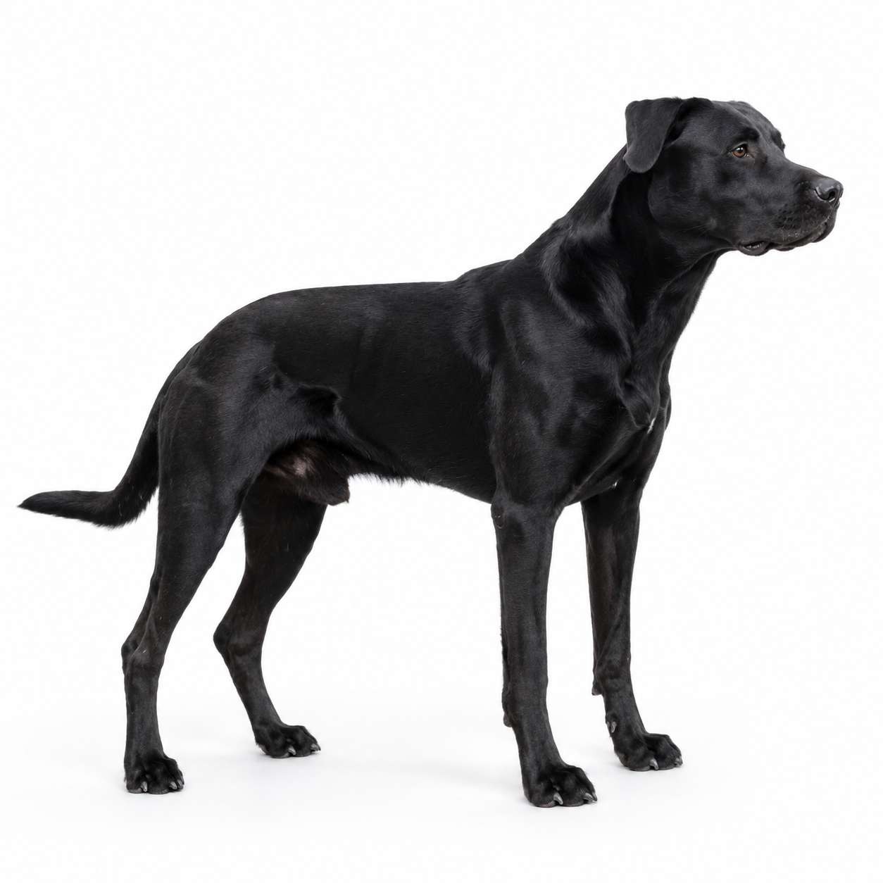 Ca de Bestiar (Mallorca Schäferhund)