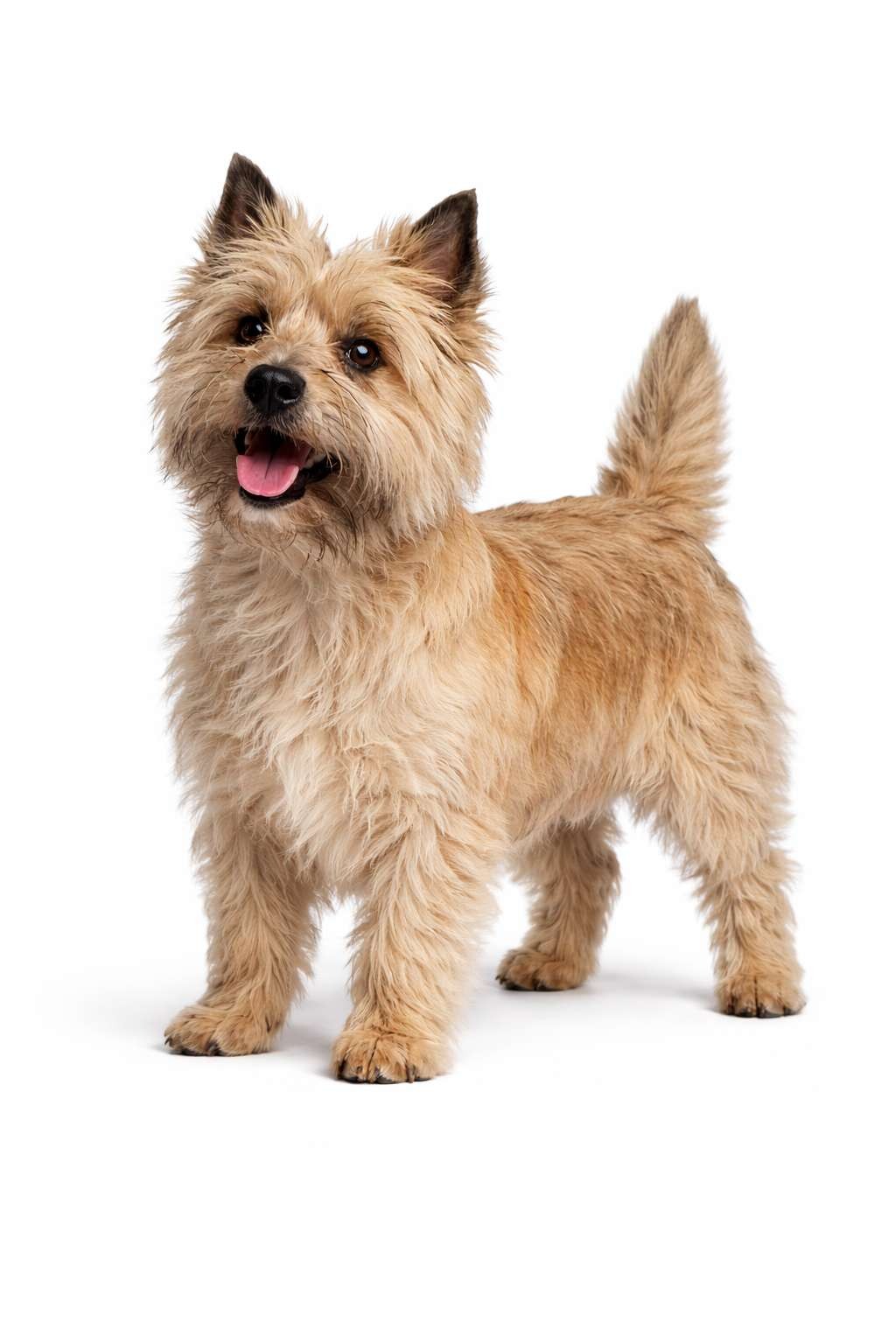 Cairn Terrier