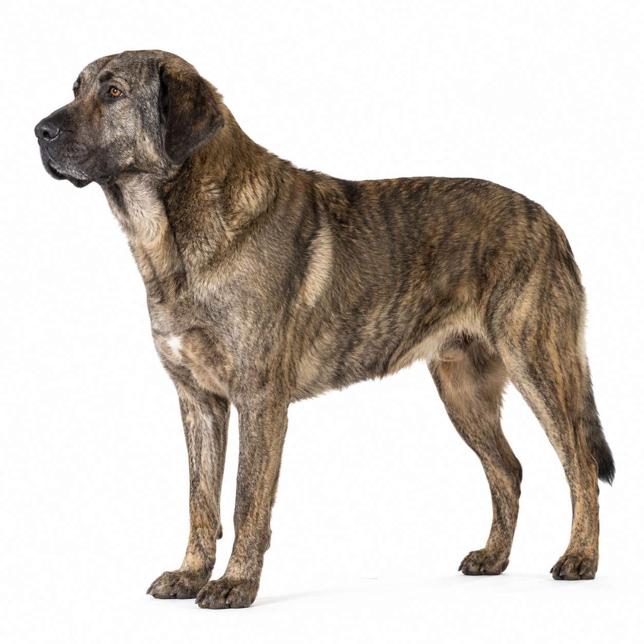 Cão de Castro Laboreiro