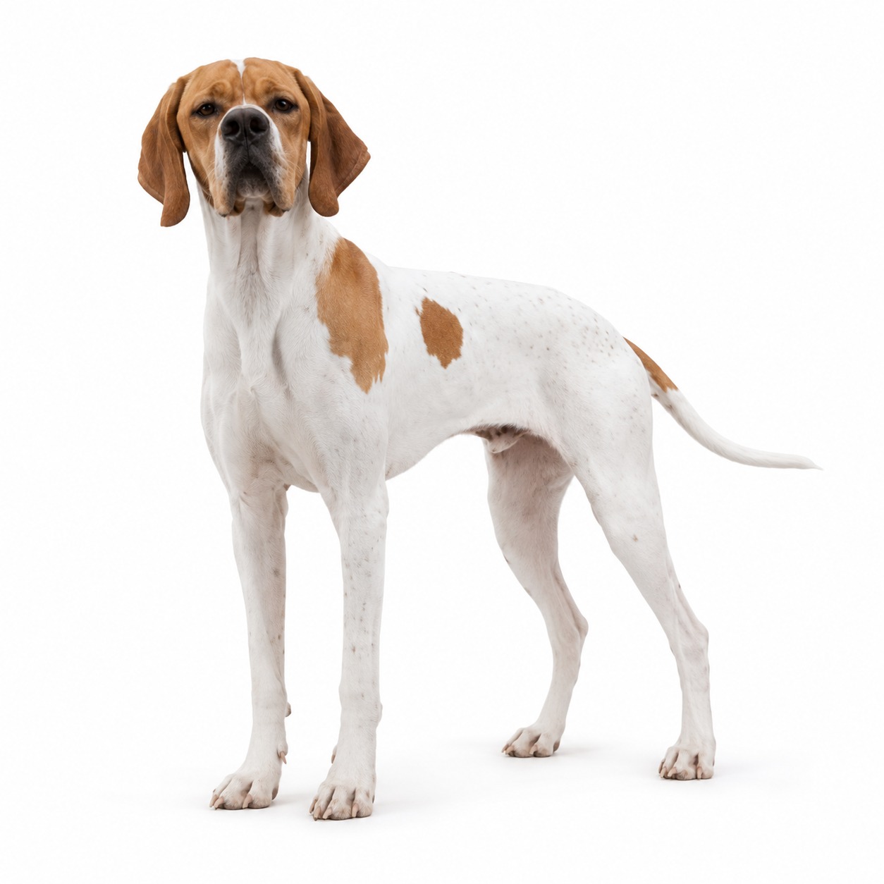 Catalburun (Türkischer Vorstehhund)