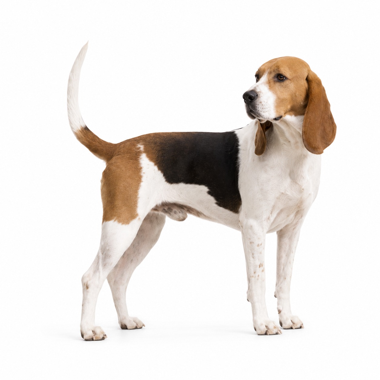 Chien d’Artois