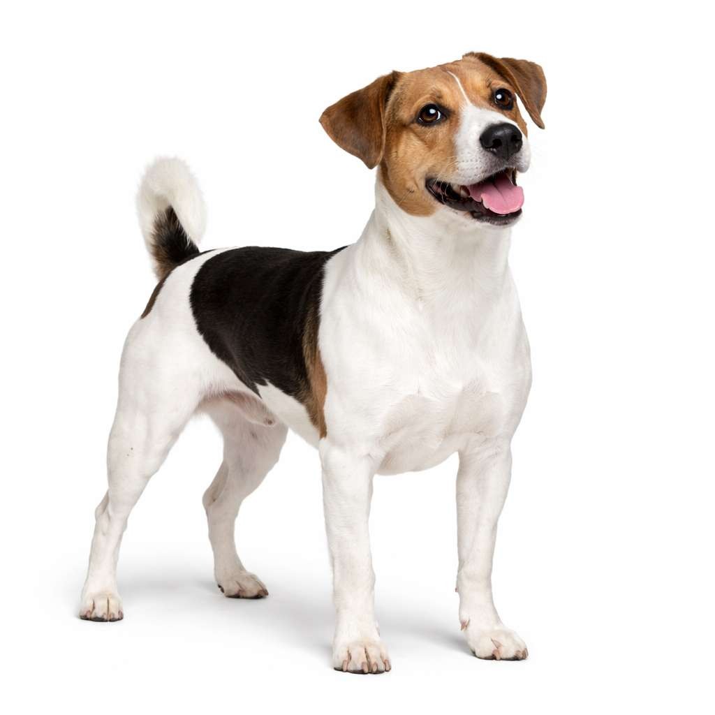 Dansk-Svensk Gårdshund