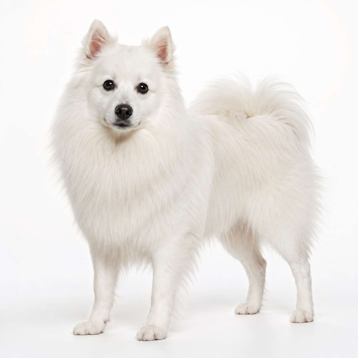Deutscher Großspitz