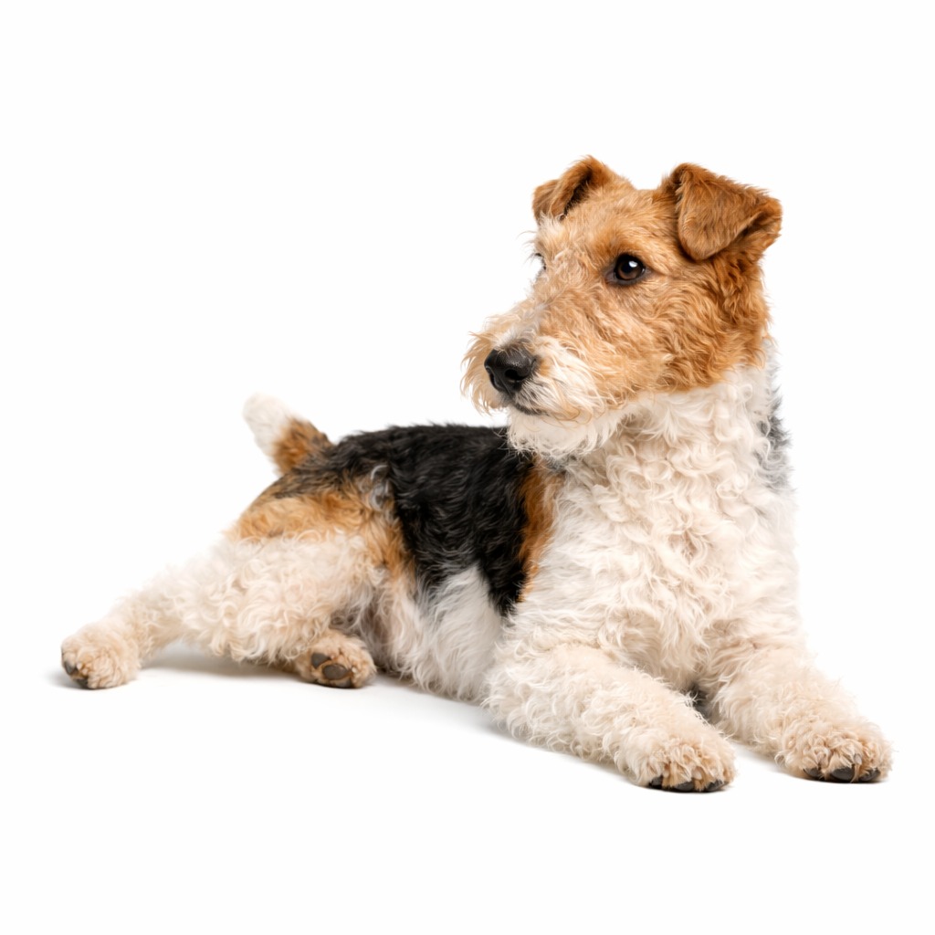 Drahthaar Fox Terrier