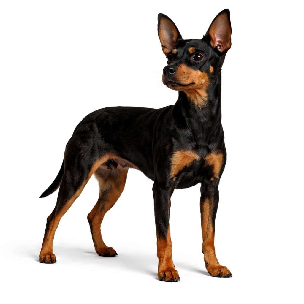 English Black and Tan Toy Terrier
