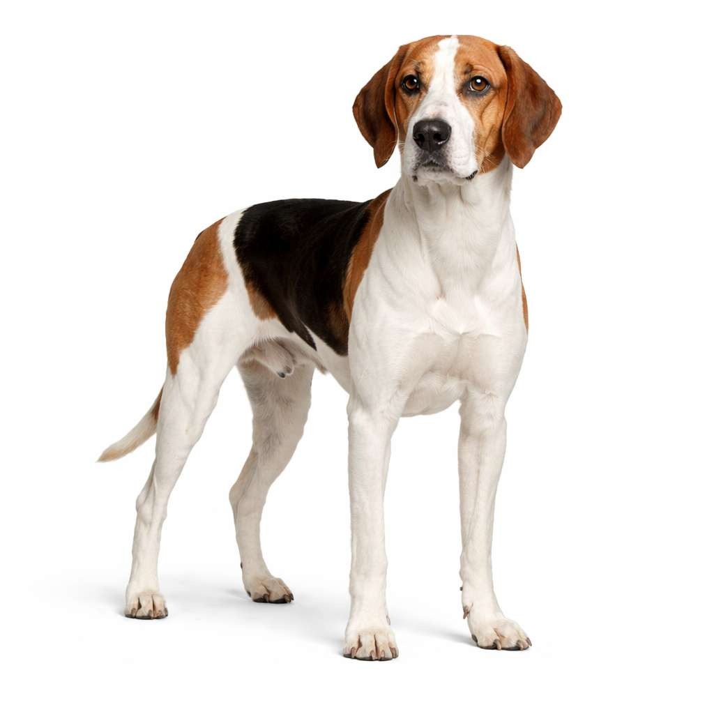 English Foxhound