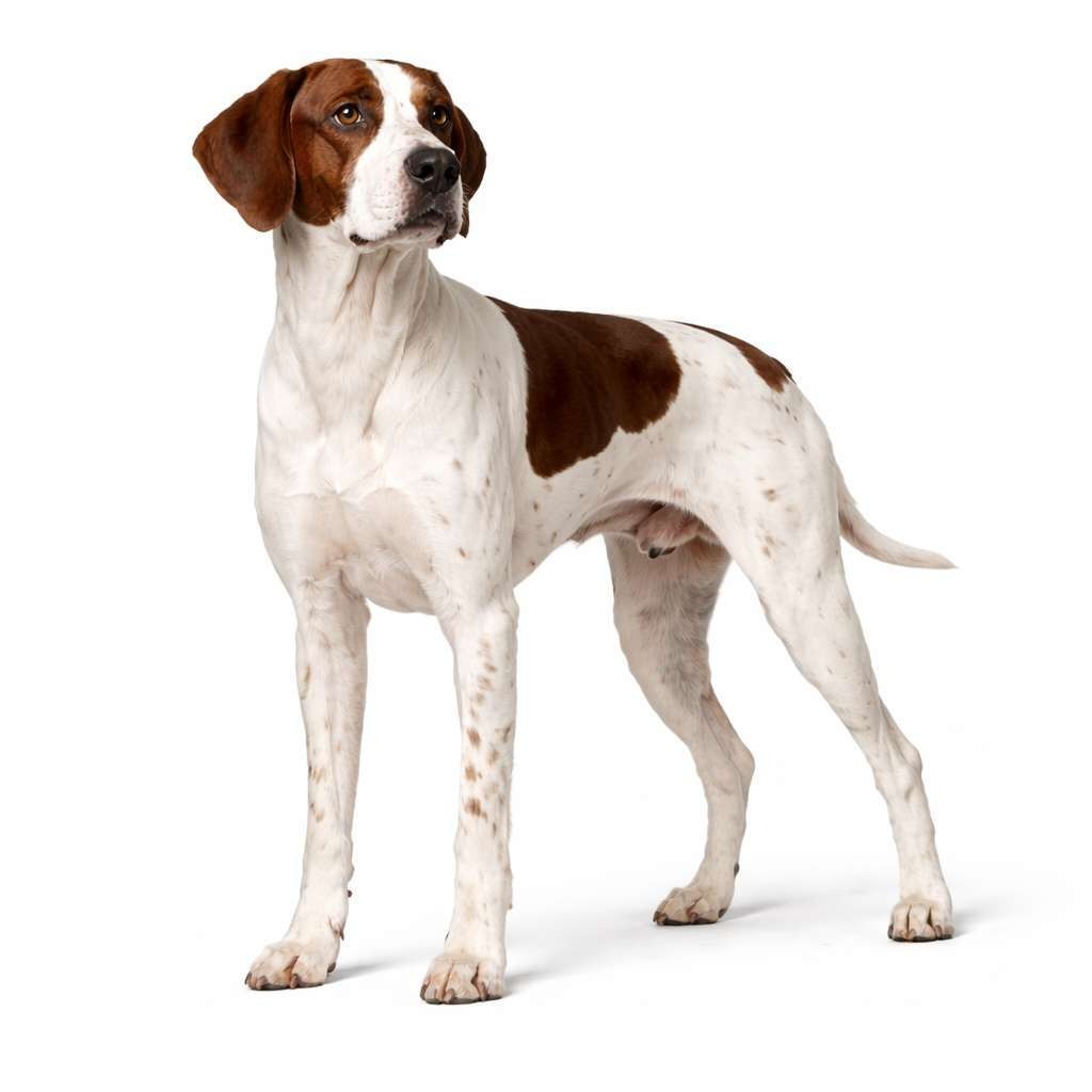 English Pointer