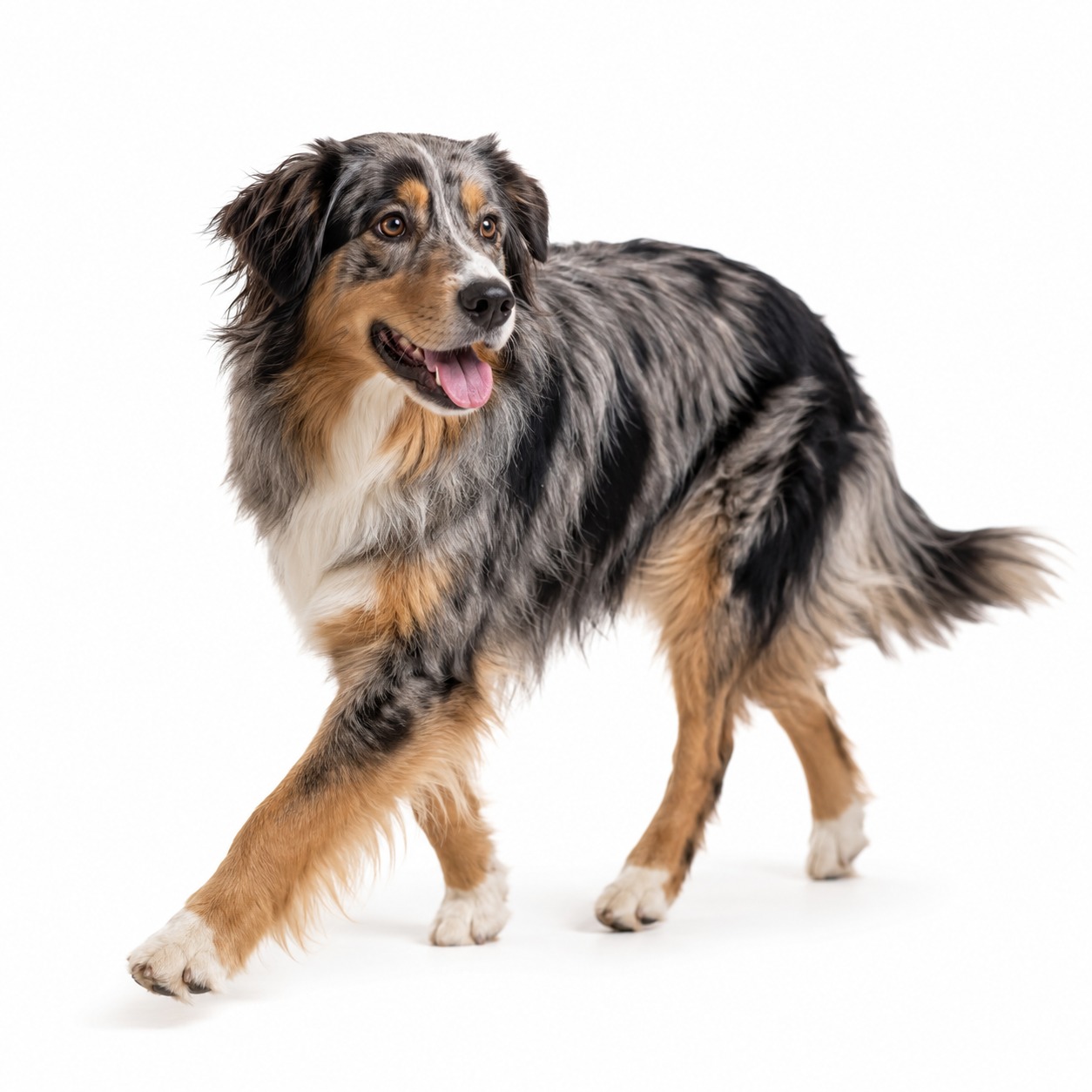 English Shepherd