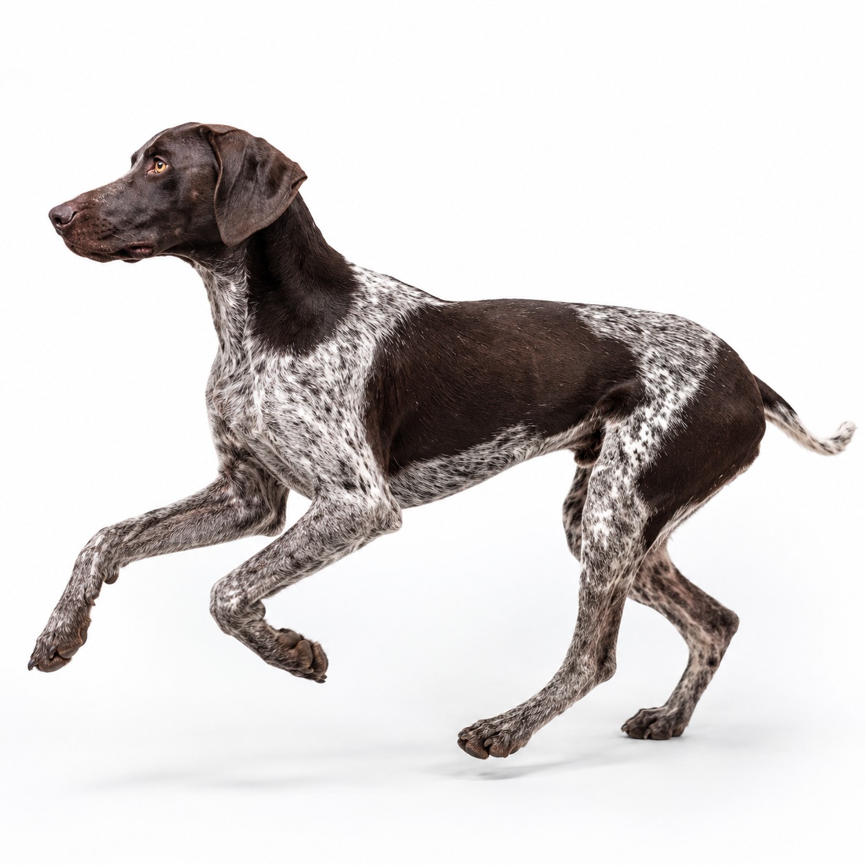 Europäischer Schlittenhund
