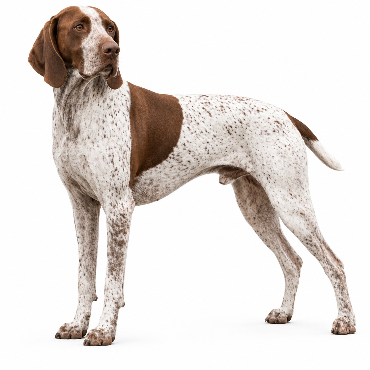 Französischer Vorstehhund (Typ Gascogne)