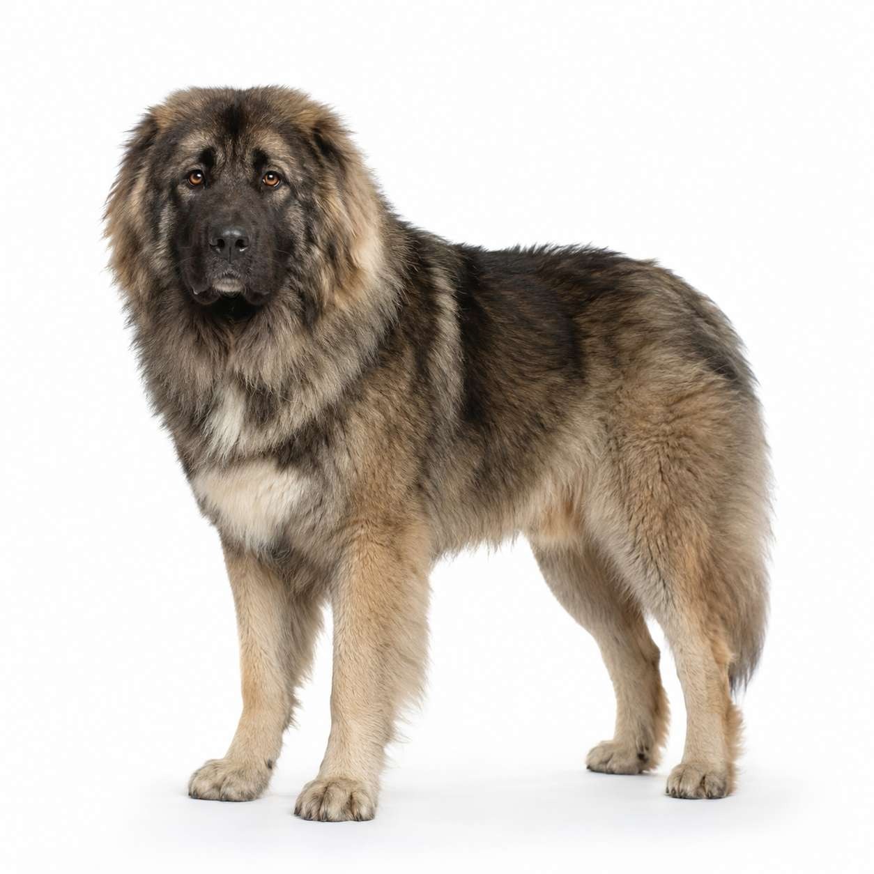 Georgischer Schäferhund