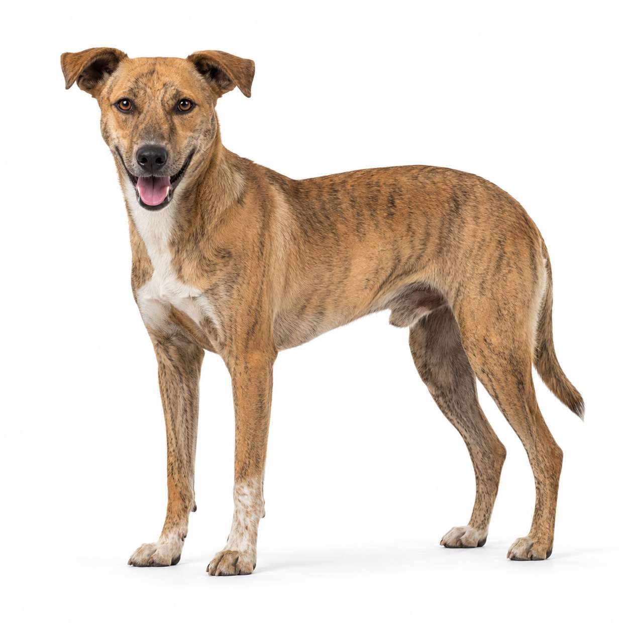 Kubanischer Dorfhund
