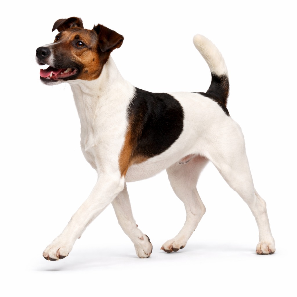 Glatthaar Fox Terrier