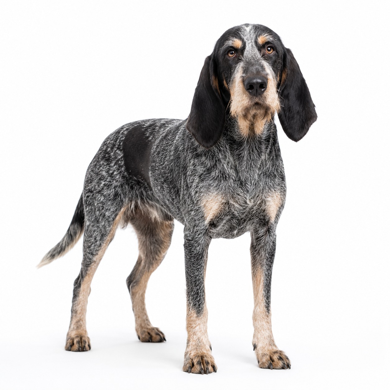 Griffon Bleu de Gascogne