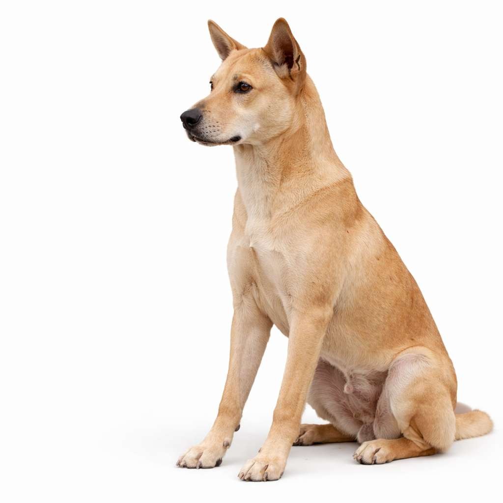 Guangxi-Hund