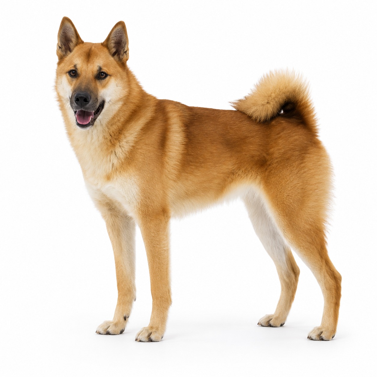 Hälleforshund