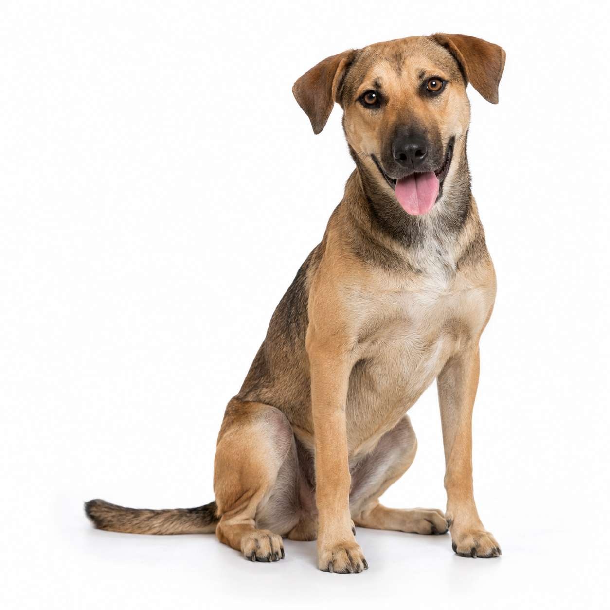 Honduranischer Dorfhund