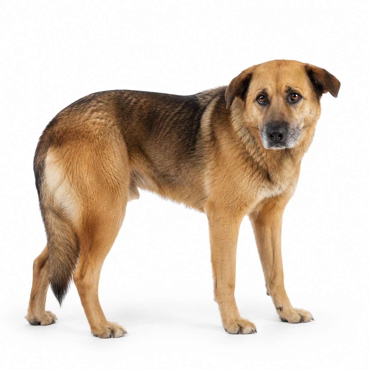 Iberischer Dorfhund