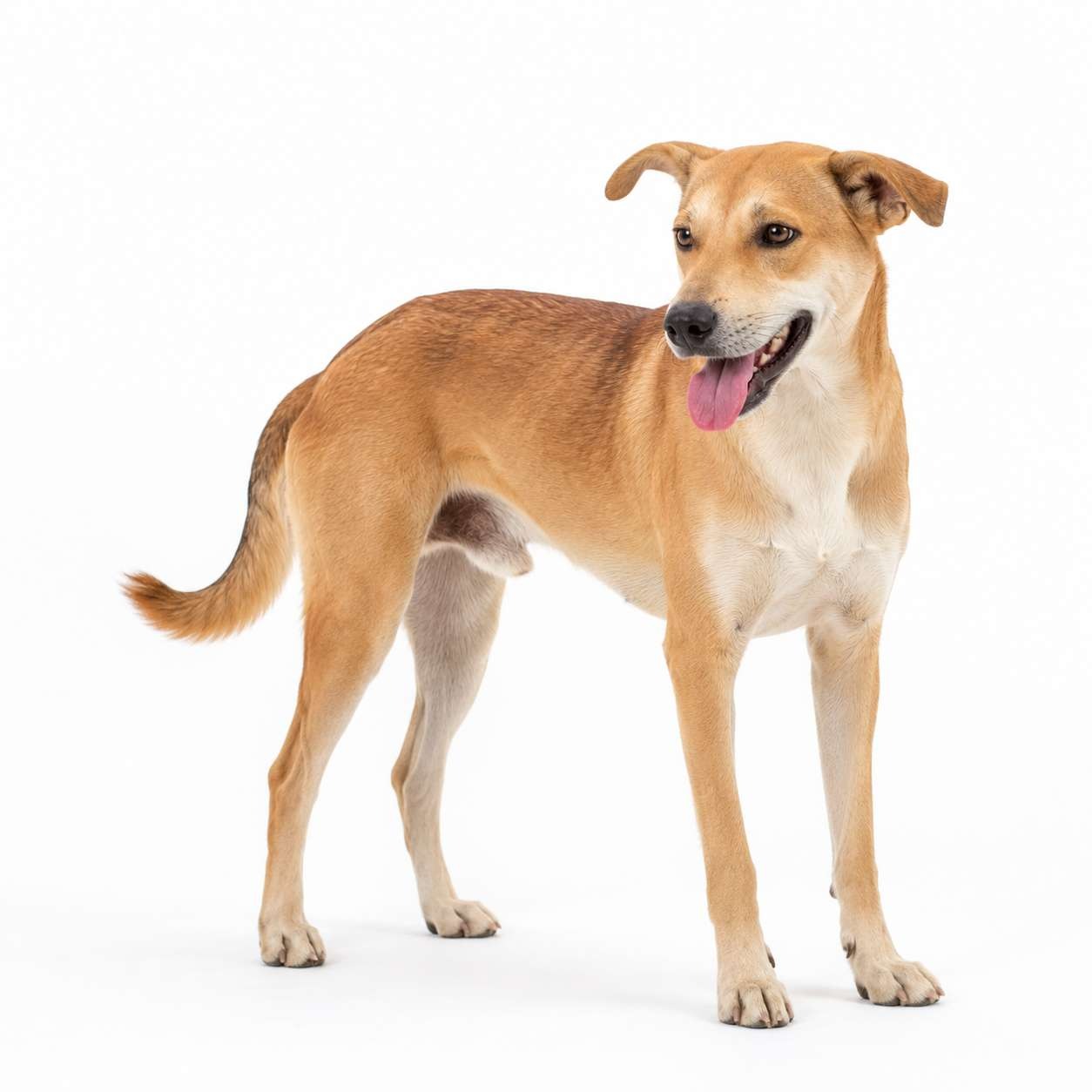 Nepalesischer Dorfhund
