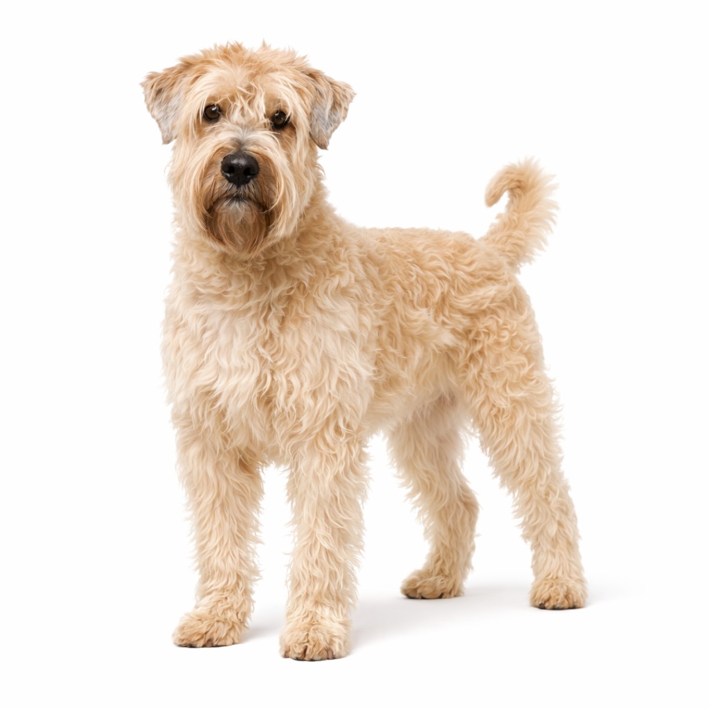 Irischer Soft Coated Wheaten Terrier