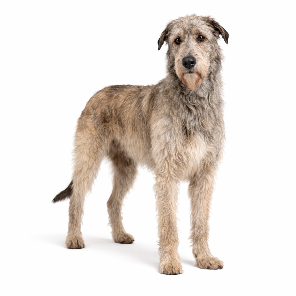 Irischer Wolfshund