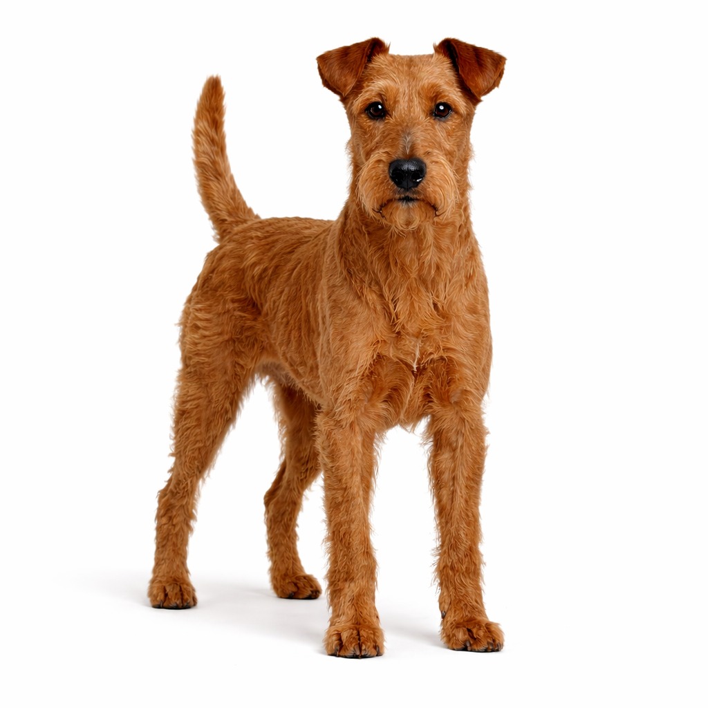 Irish Terrier