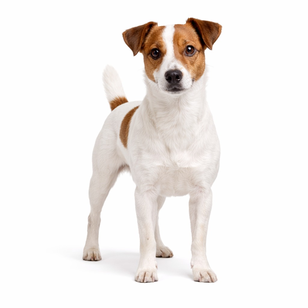Russell Terrier