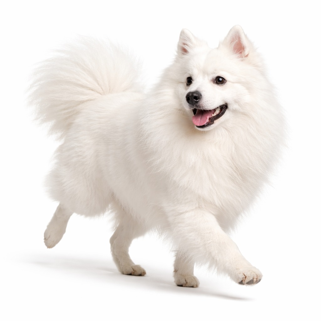 Japan Spitz