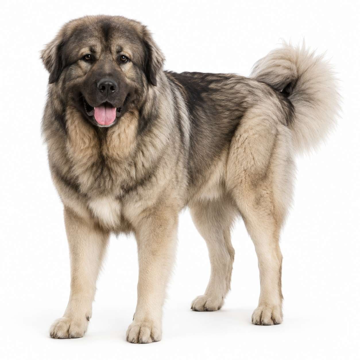 Kars Çoban Köpeği (Kafkas)