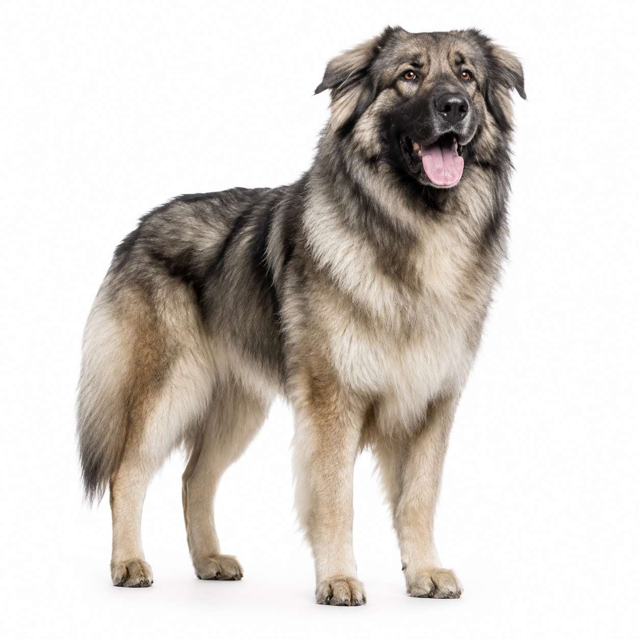 Kazbegi Schäferhund