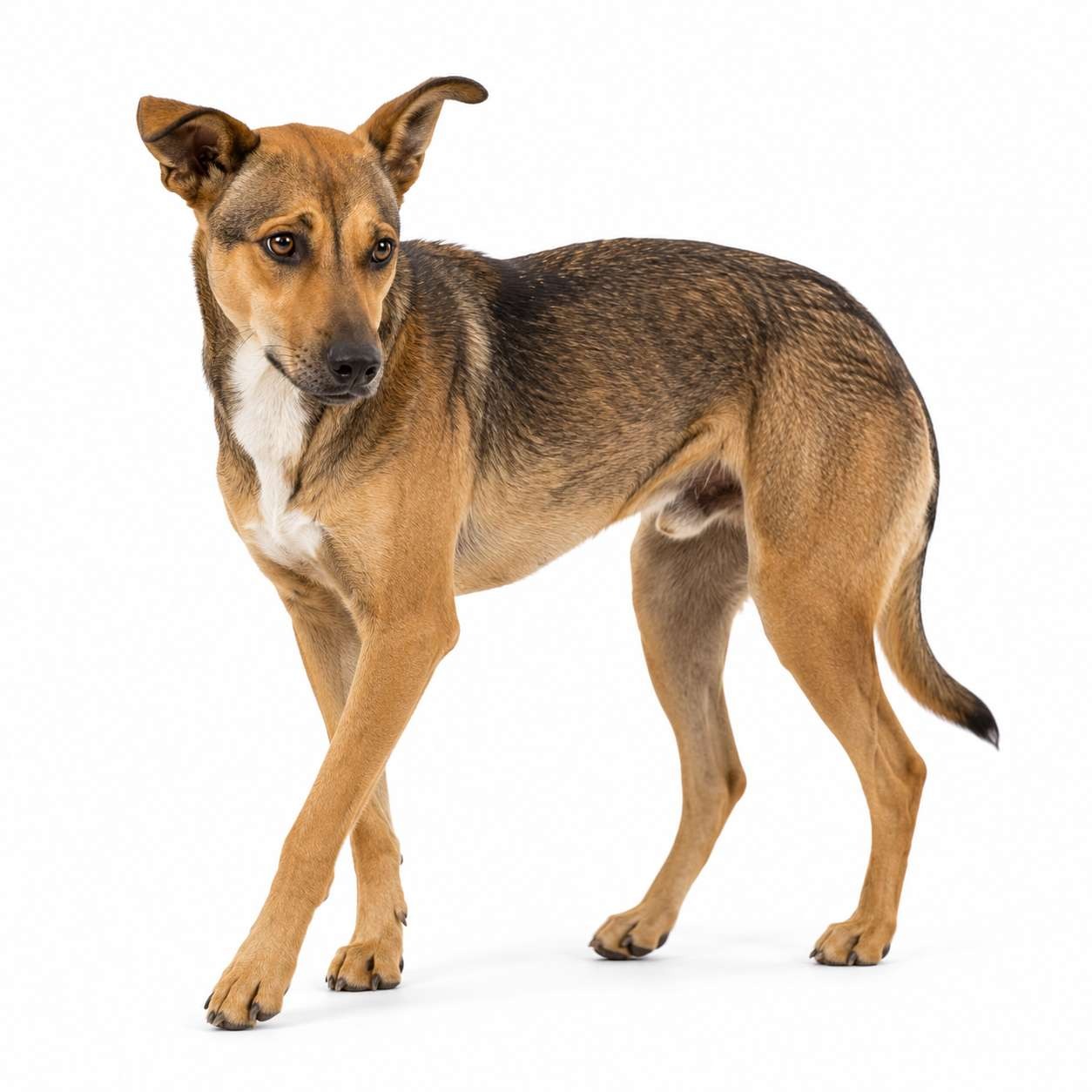 Ugandischer Dorfhund