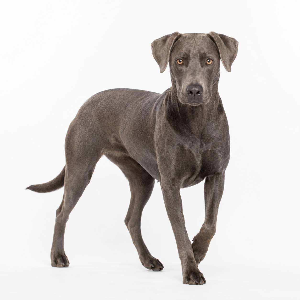 Lacy Dog / Blue Lacy
