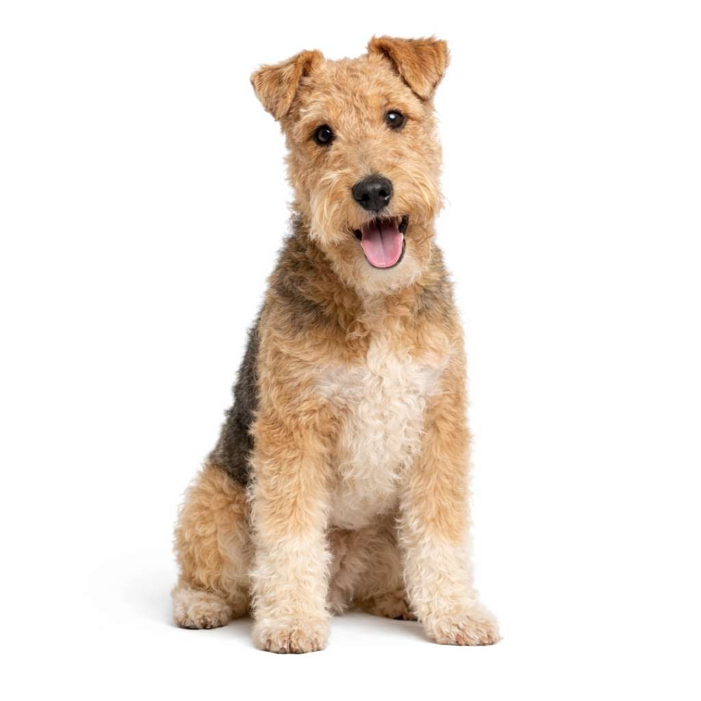 Lakeland Terrier