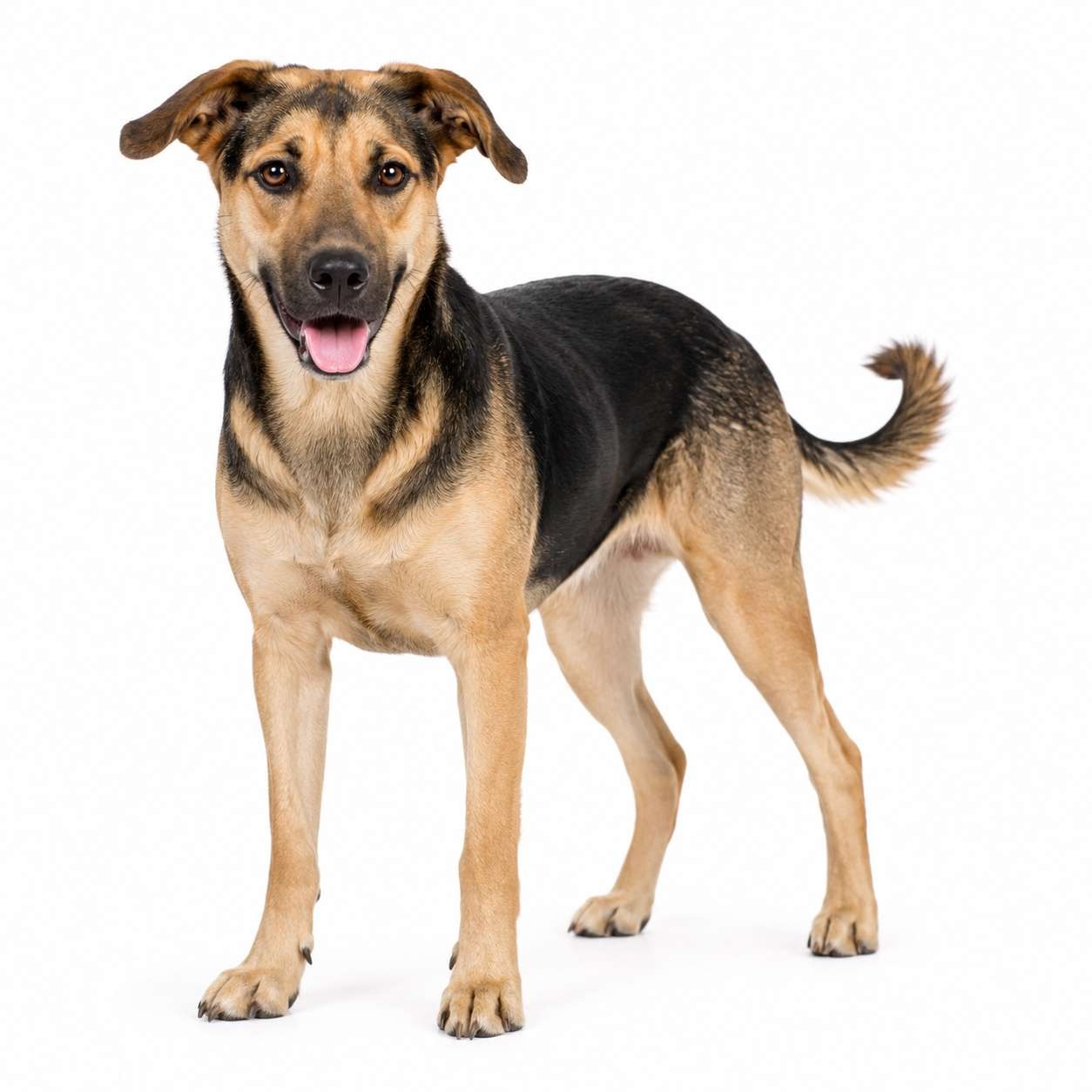Liberianischer Dorfhund