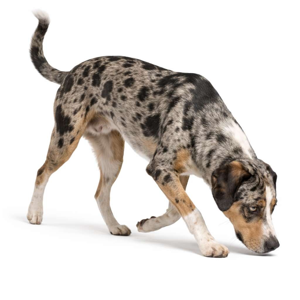 Louisiana Catahoula Leopard Dog