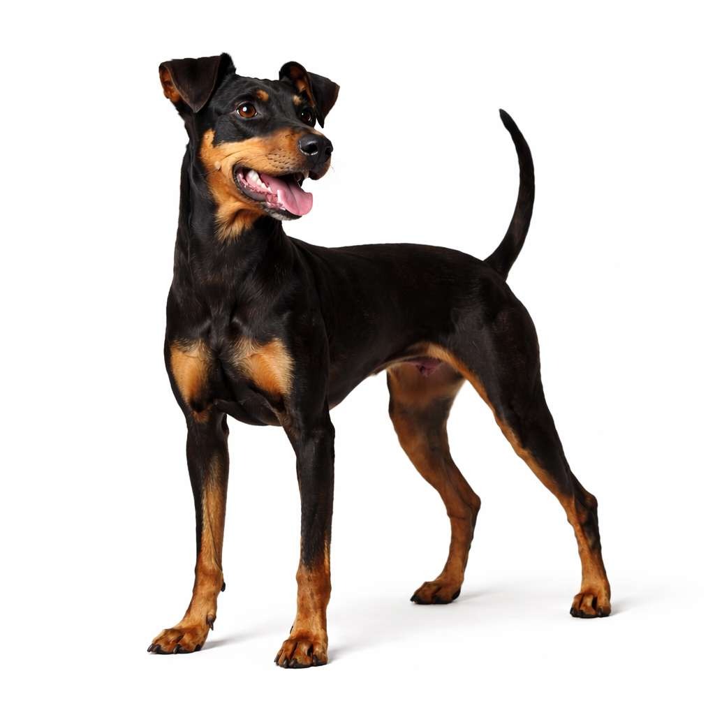 Manchester Terrier Toy