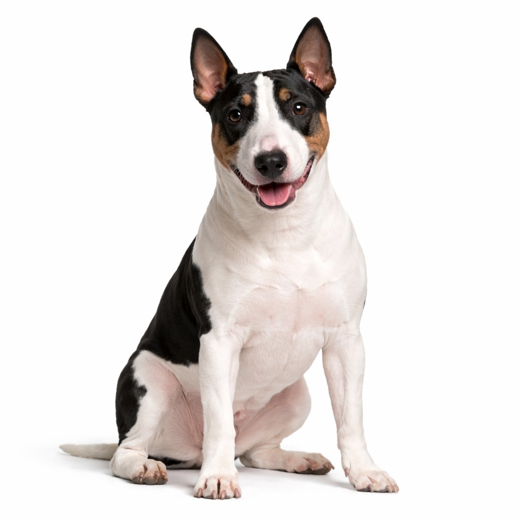 Miniatur Bull Terrier