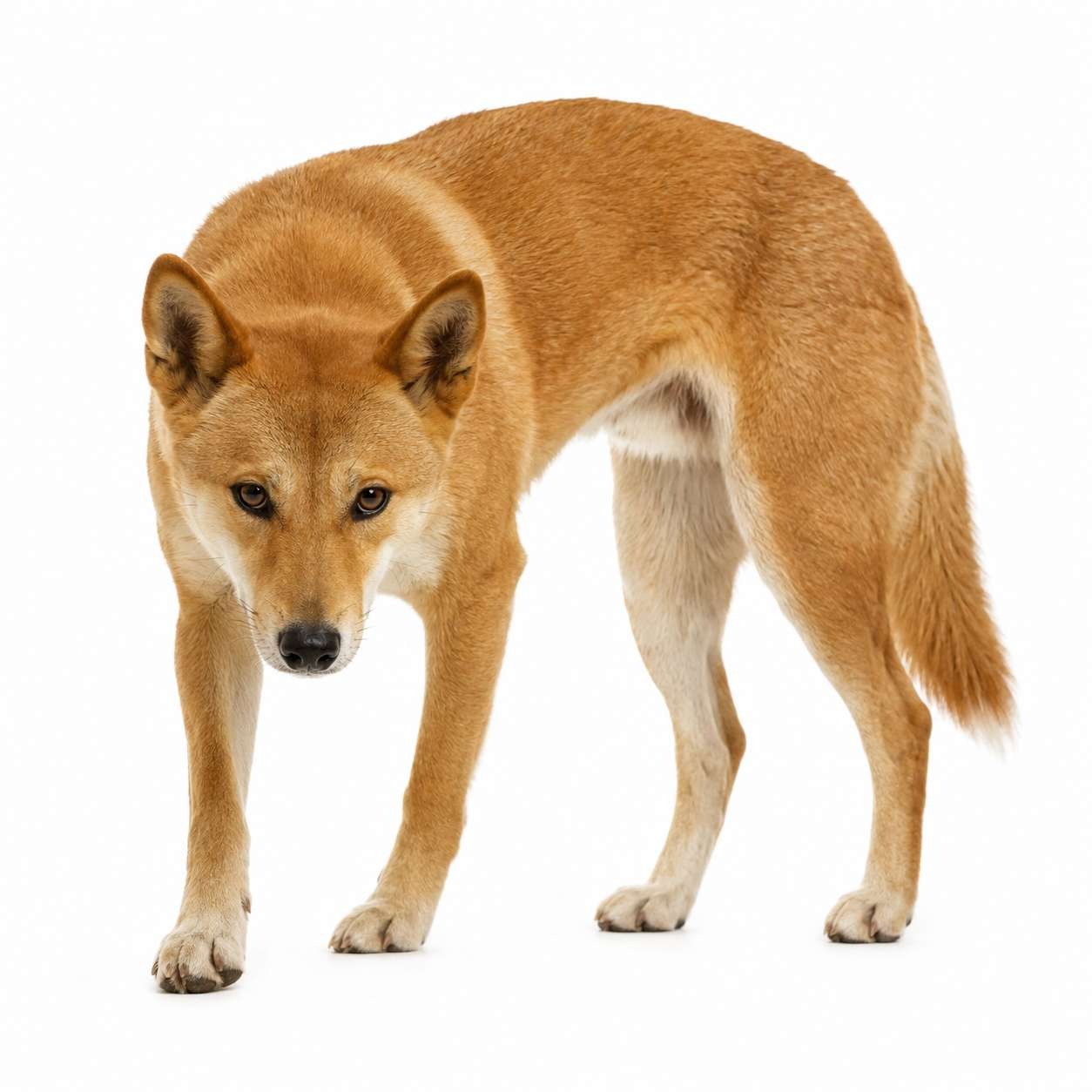 Neuguinea-Dingo