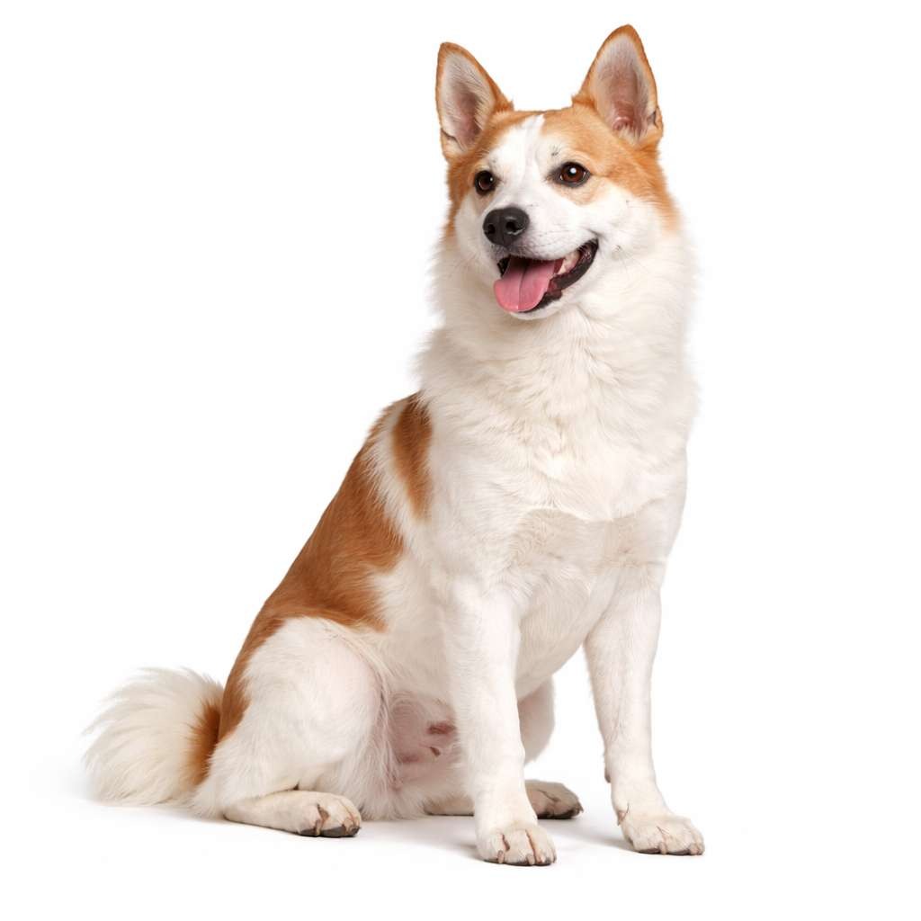 Norbottenspitz