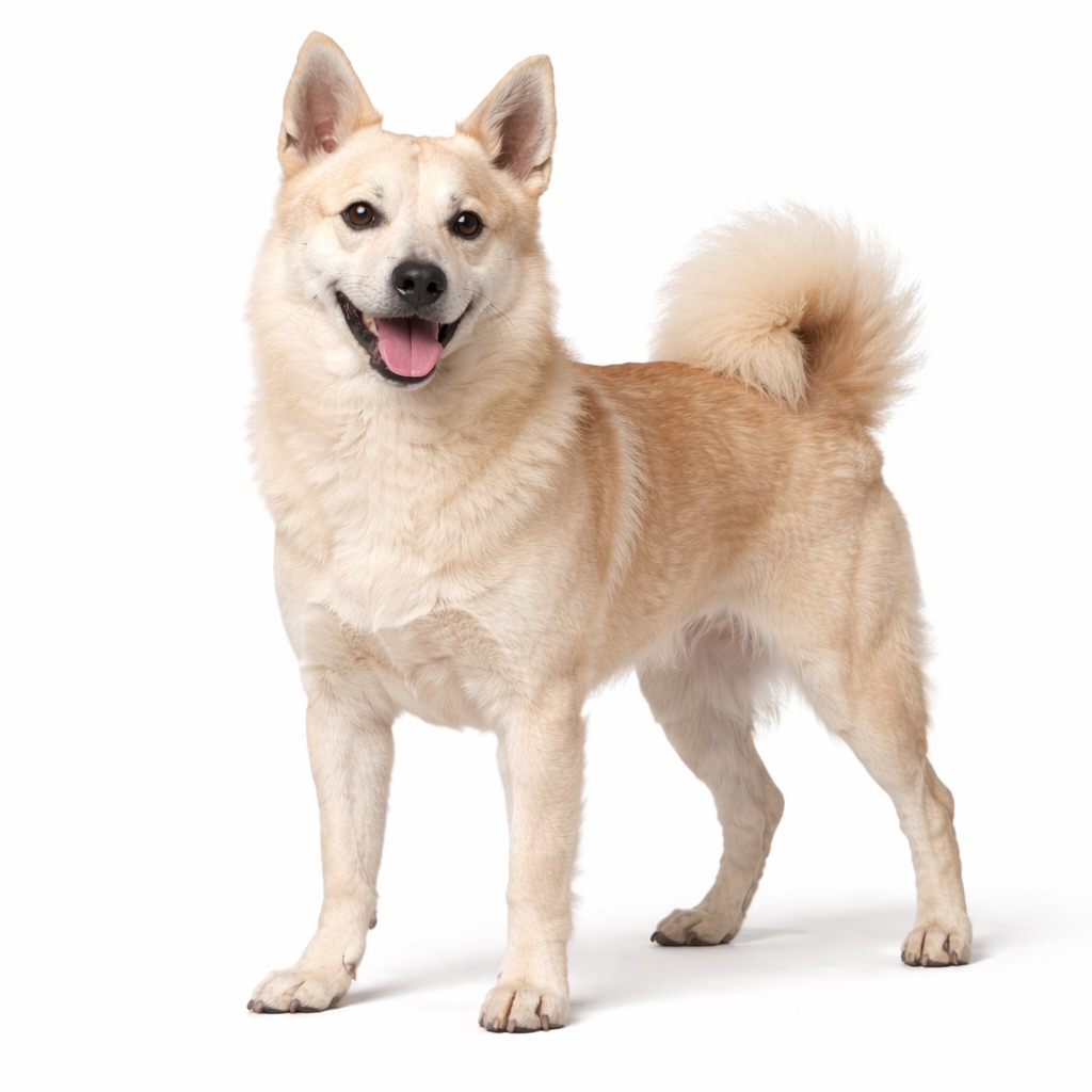 Norwegischer Buhund