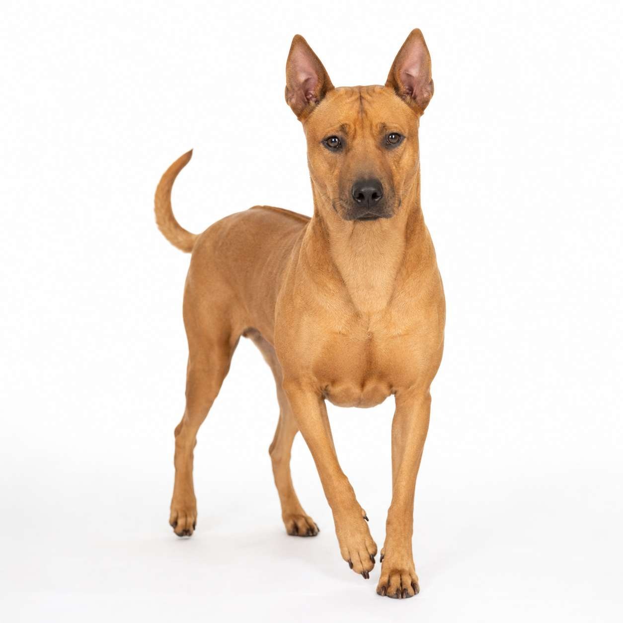 Phu-Quoc-Ridgeback