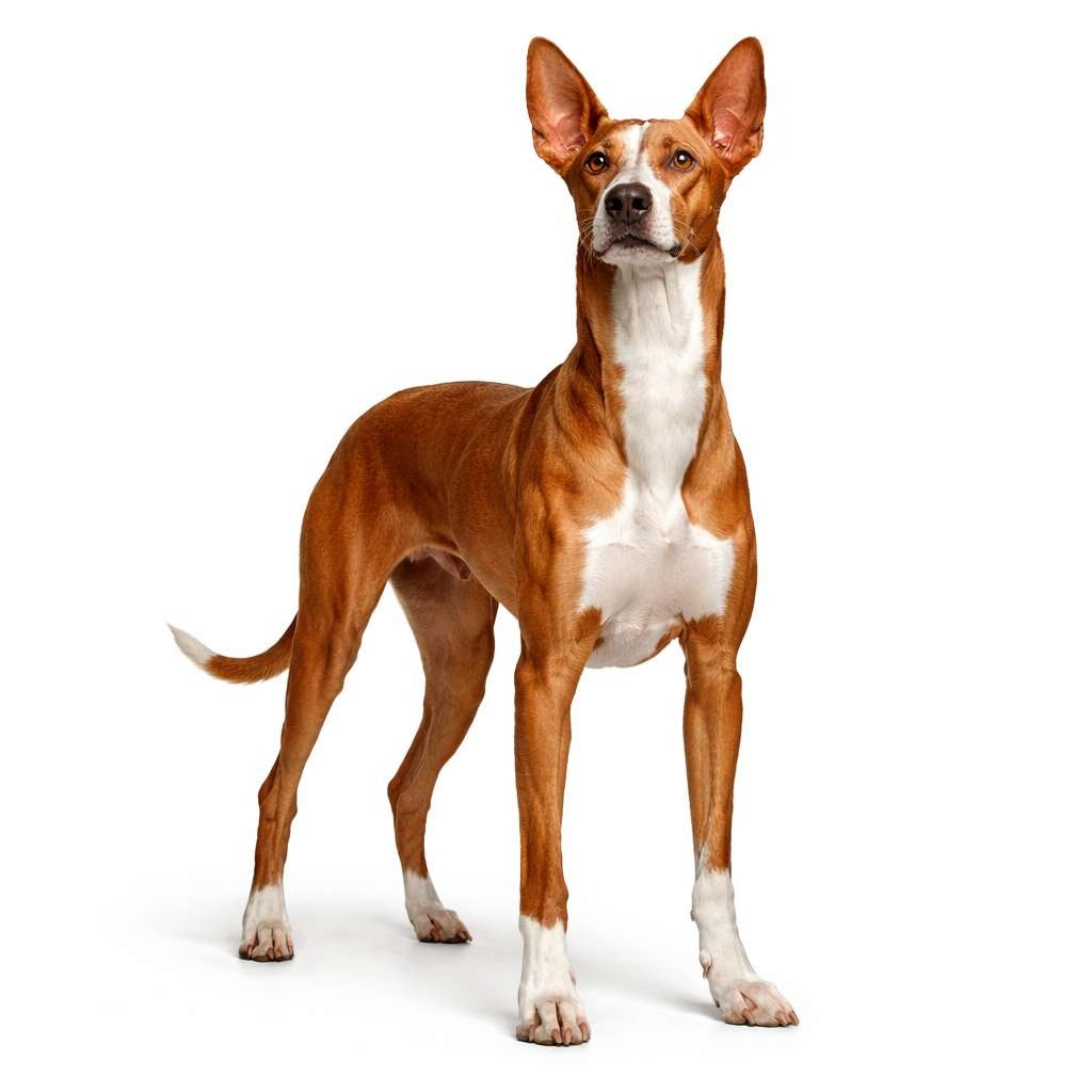 Podenco Andaluz