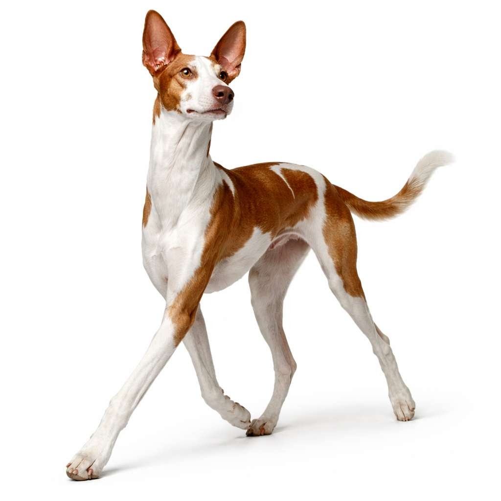 Podenco Ibicenco