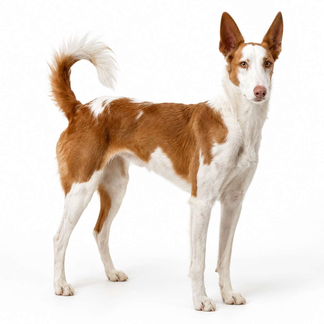 Podenco Valenciano