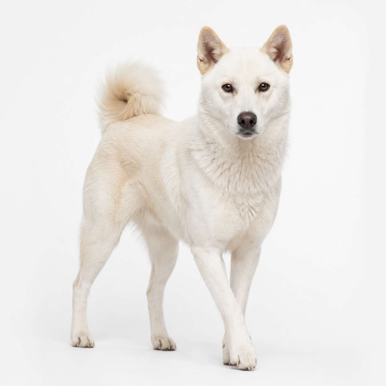 Pungsan-Hund
