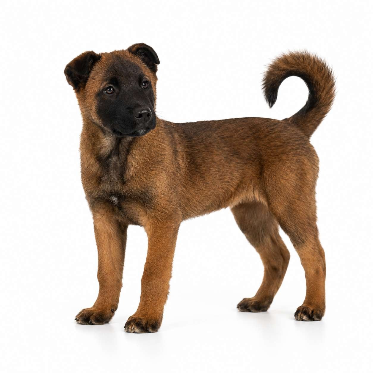 Qingchuan-Hund