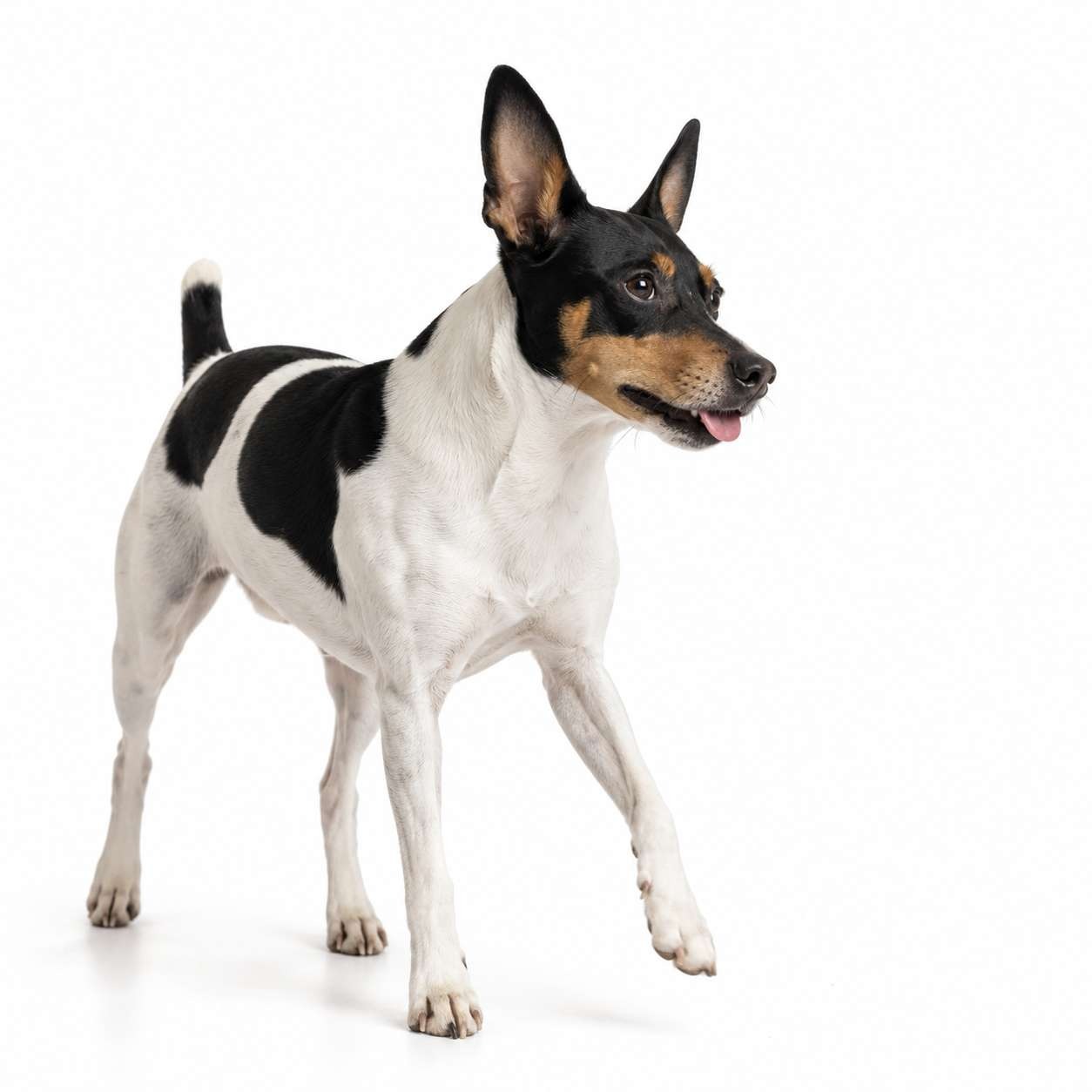 Ratonero Bodeguero Andaluz