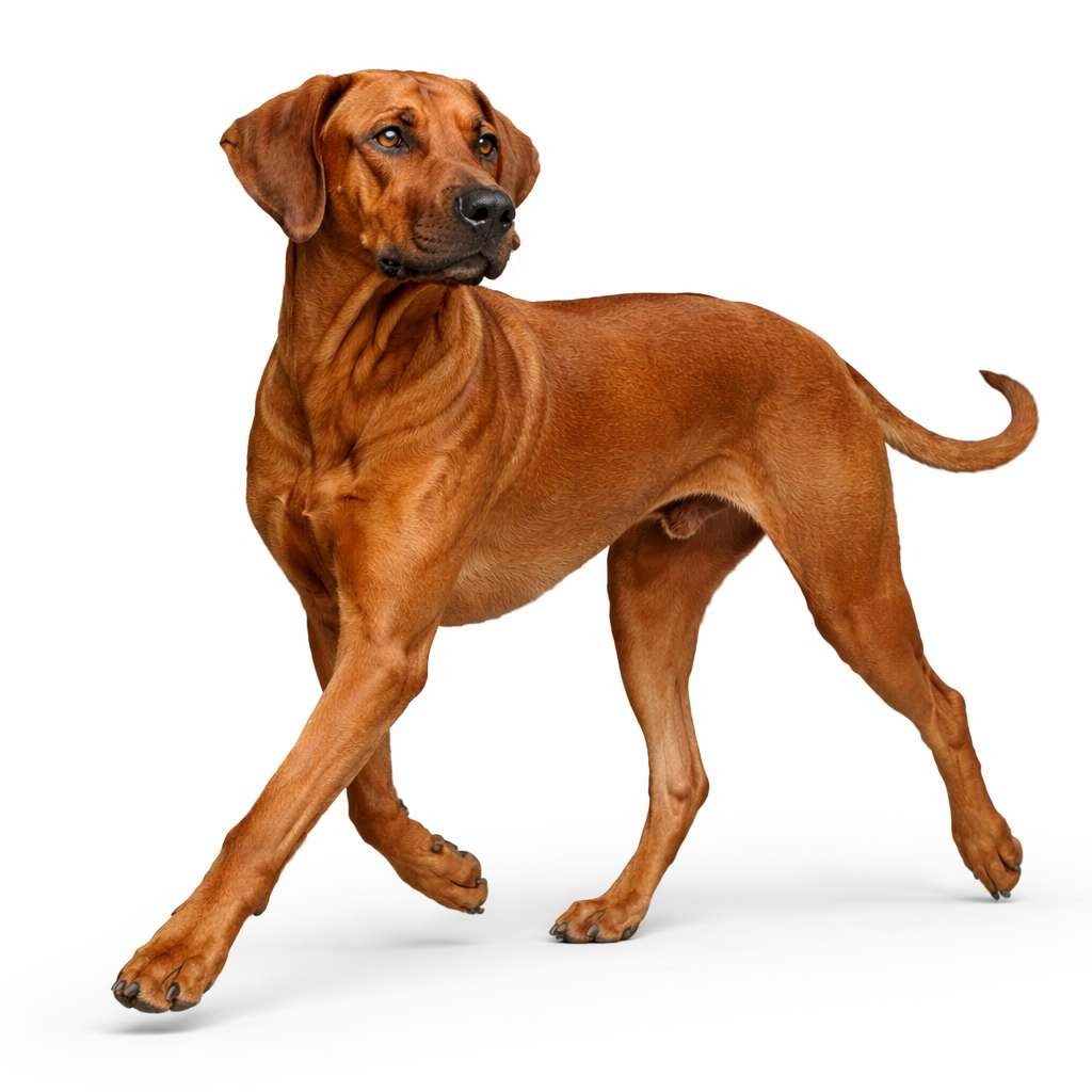 Rhodesian Ridgeback